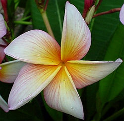 (image for) Plumeria Plant Seeds \'Iris Sunset\' (6 Seeds)